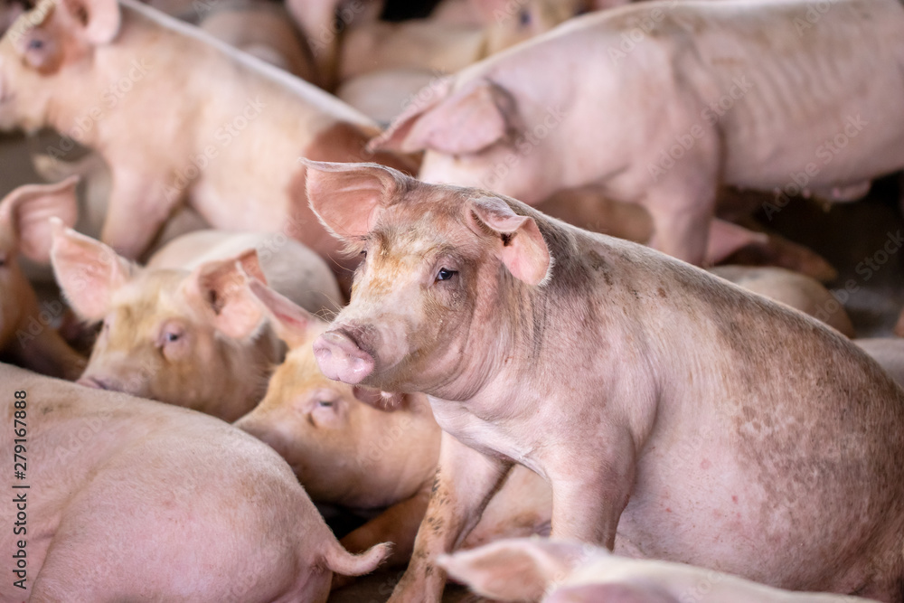 Small piglet in the farm. Group of Pig indoor on a farm yard in Thailand. swine in the stall. Small piglet in the farm. Group of Pig indoor on a farm yard in Thailand. swine in the stall.