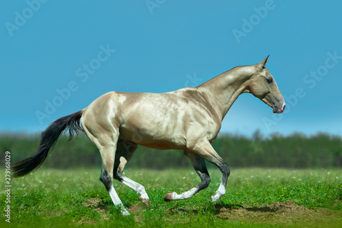 shining golden akhal-teke horse runs free in green summer field