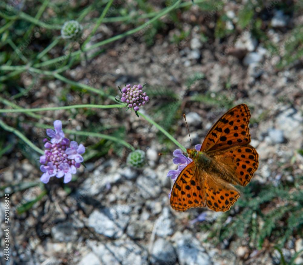 Butterfly. Col de espinouse Languedoc France Butterfly. Col de espinouse Languedoc France