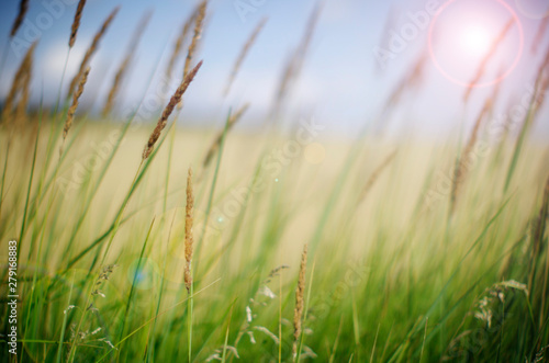  spikelets of wild grass on a blurry yellow background of a wheat field 