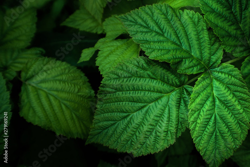 Wallpaper Mural Dark green natural background with raspberry bush foliage Torontodigital.ca