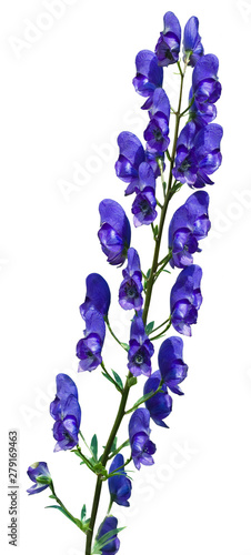 Blue aconitum flower isolated on white background