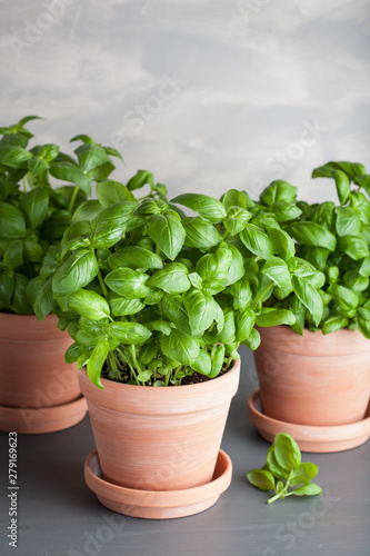 Fototapeta Naklejka Na Ścianę i Meble -  fresh basil herb in terracotta flowerpot