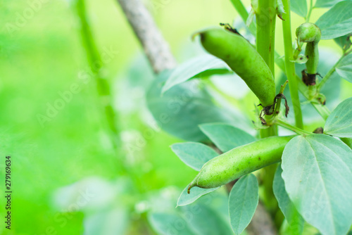 Wallpaper Mural Natural background with young pods of beans on the stem in the garden. Agricultural concept, farming season. Torontodigital.ca
