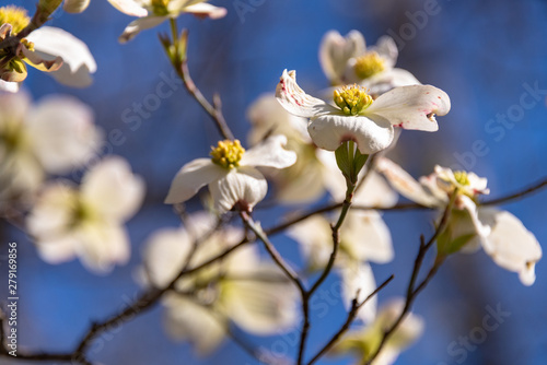 White Dogwood Flowers 