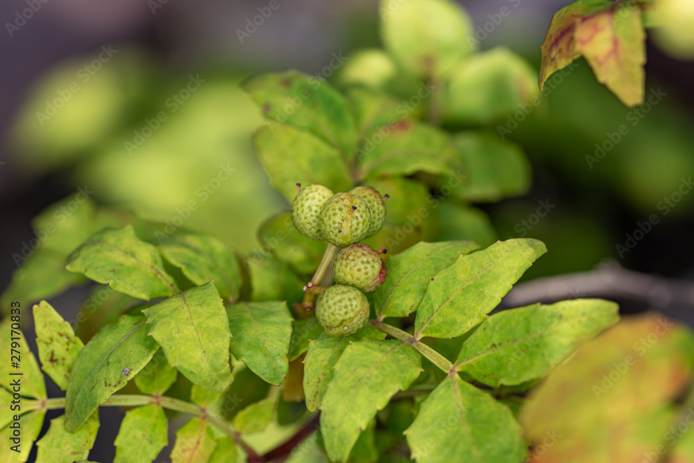 Young fruit of japanese pepper, on the branch, sansyo Young fruit of japanese pepper, on the branch, sansyo