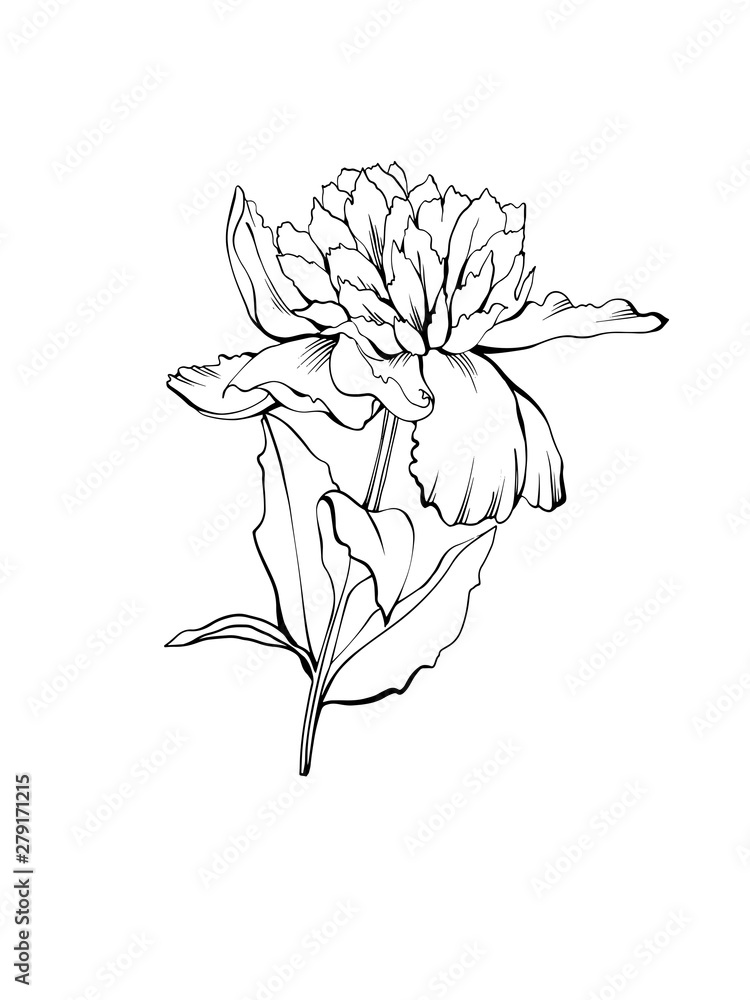 Obraz premium Peony flower as design element. Hand drawn sketch style. Isolated on white. Vector illustration. Vintage background for paper, textile, wallpaper, cards and wrapping