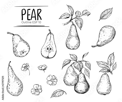 Obraz na plátně Pear illustration
