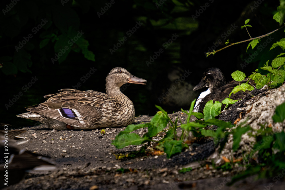 Brown duck talking to black duck Brown duck talking to black duck