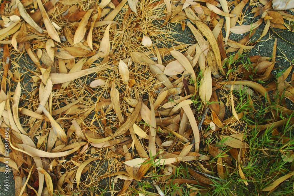 Dry leaves and green grass on sand Dry leaves and green grass on sand
