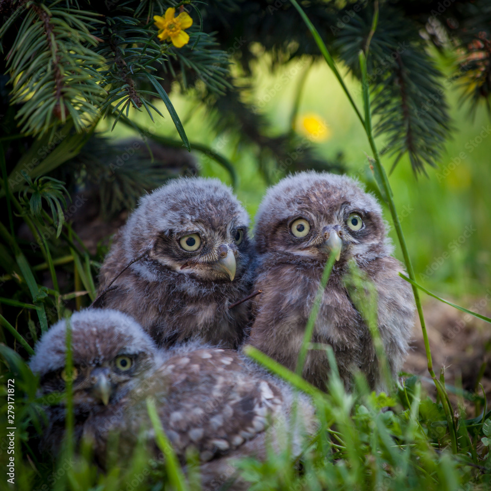 Little Owl Babies, 5 weeks old, on grass Little Owl Babies, 5 weeks old, on grass