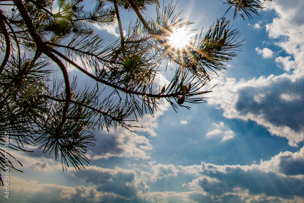 Obraz premium tree and blue sky with sun