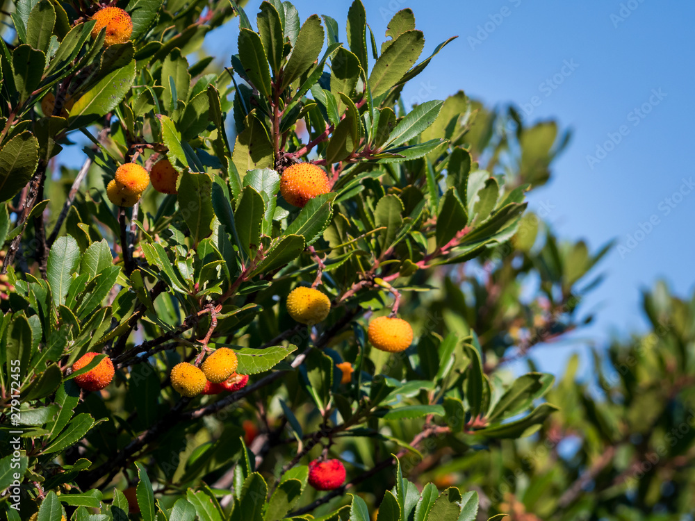 Closeup of a strawberry tree on a sunny day in Croatia