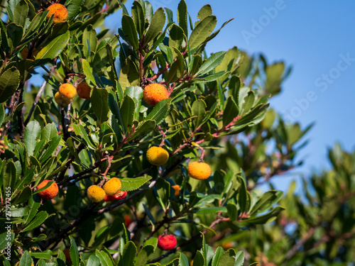 Closeup of a strawberry tree on a sunny day in Croatia