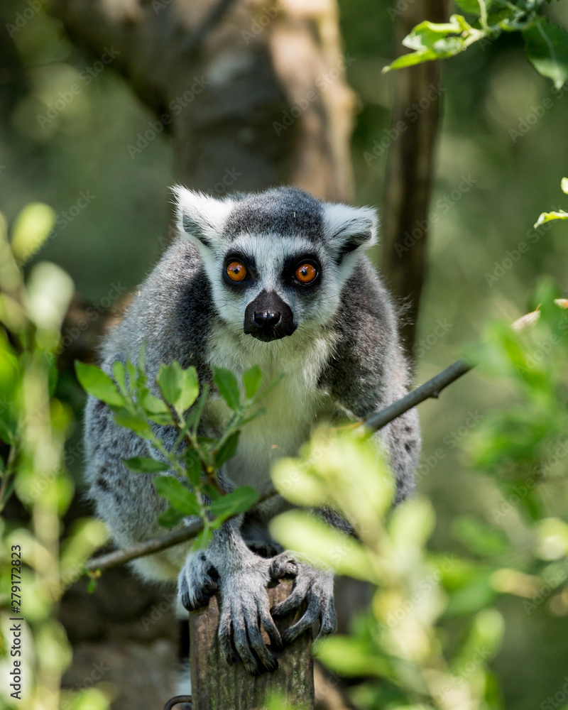 Obraz premium Ringtailed Lemur climbing in a tree.