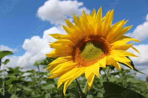  large inflorescence of a sunflower.big yellow petals.bright beautiful flower.background blue sky and white clouds.time year summer.productivity of sunflower.Sunny day.