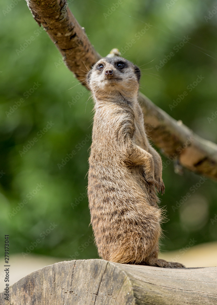 Fototapeta premium Lone Meerkat on lookout.