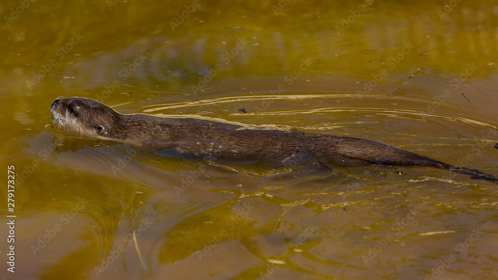 Obraz premium Asian Otter, swimming. Animal, mammal, 