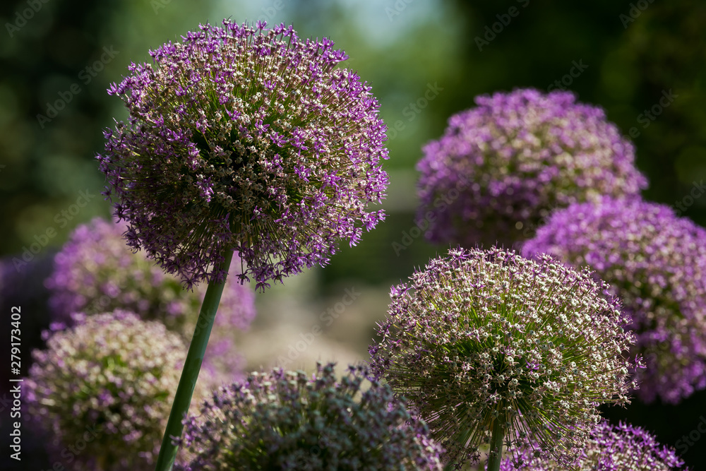 Obraz premium Closeup of giant onions in a garden in spring