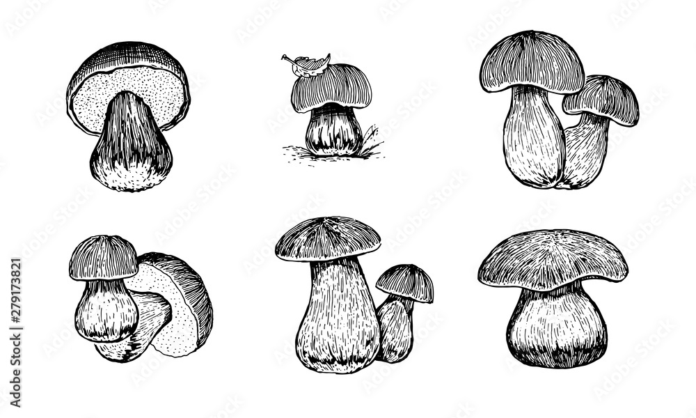 Mushrooms. Set graphics hand drawn, black and white vector. Retro style engravings Mushrooms. Set graphics hand drawn, black and white vector. Retro style engravings