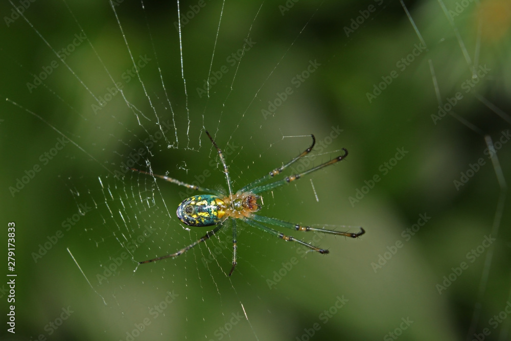 Garden spider on a web close-up Garden spider on a web close-up