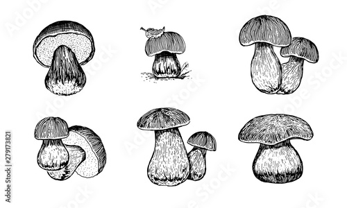 Mushrooms. Set graphics hand drawn, black and white vector. Retro style engravings