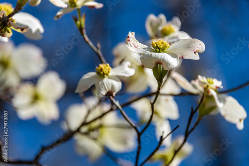 dogwood flowers in spring