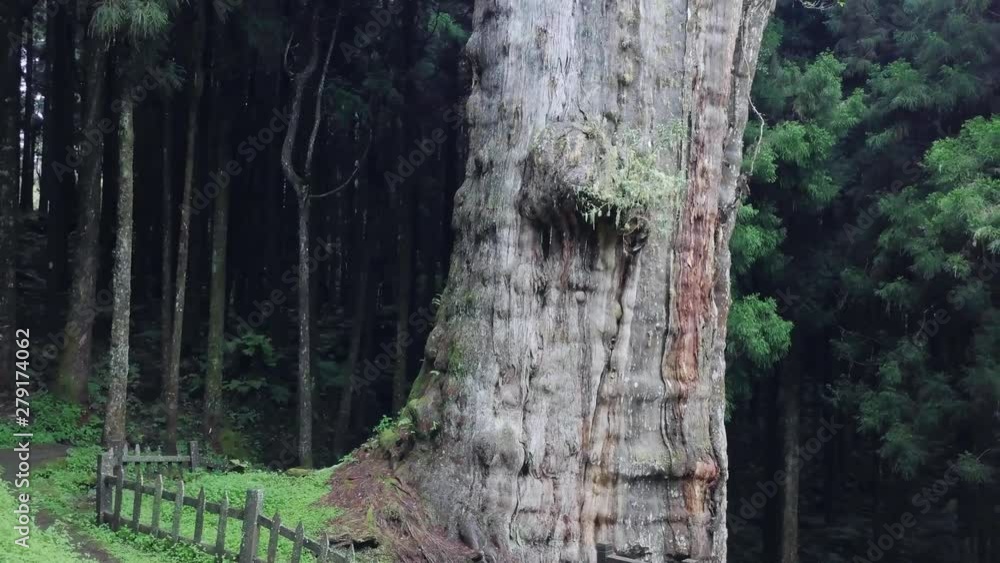 Giant Cypress Tree in Alishan Scenic Area Forest with Mist, Haze and Fog in Taiwan. Aerial View Giant Cypress Tree in Alishan Scenic Area Forest with Mist, Haze and Fog in Taiwan. Aerial View