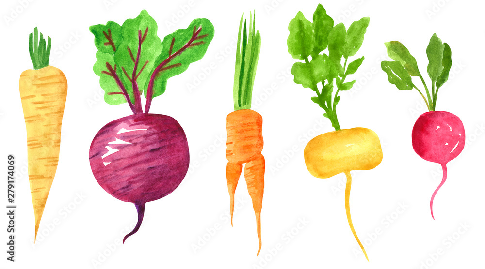 Set of different taproot vegetables, hand drawn watercolor illustration