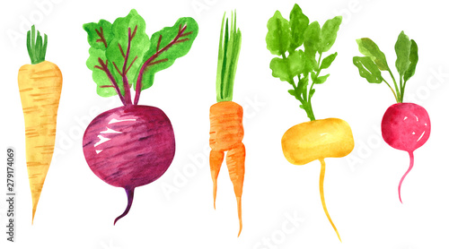 Set of different taproot vegetables, hand drawn watercolor illustration. Parsnip, beetroot, carrot, turnip, radish. Can be used for menu and recipe design. photo