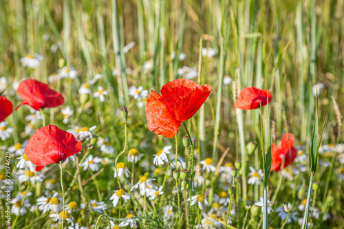 A field of poppies and daisies growing in the Sussex summer sunshine