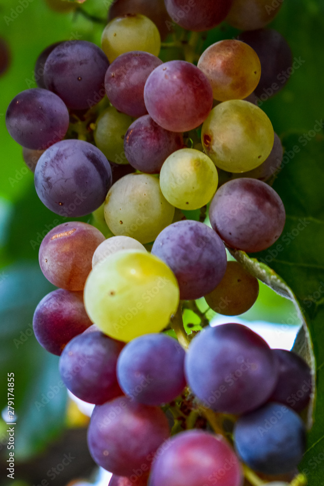 Grapes in branch