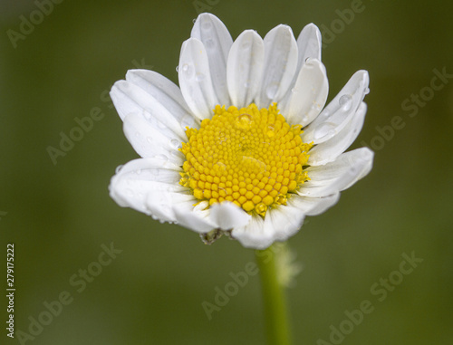 closeup of a daisy