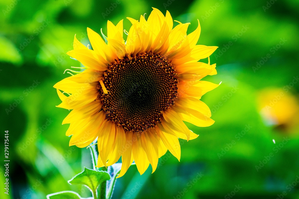 Fototapeta premium Sunflower natural background. Sunflower blooming. Close-up of sunflower