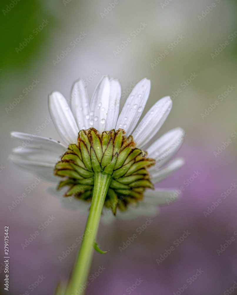 Fototapeta premium white daisy flower