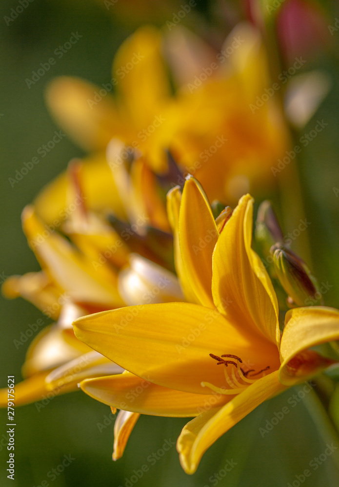 closeup of yellow Lilies closeup of yellow Lilies