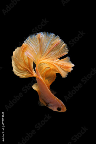 Yellow gold color of Siamese fighting fish betta Thailand fish movement on background