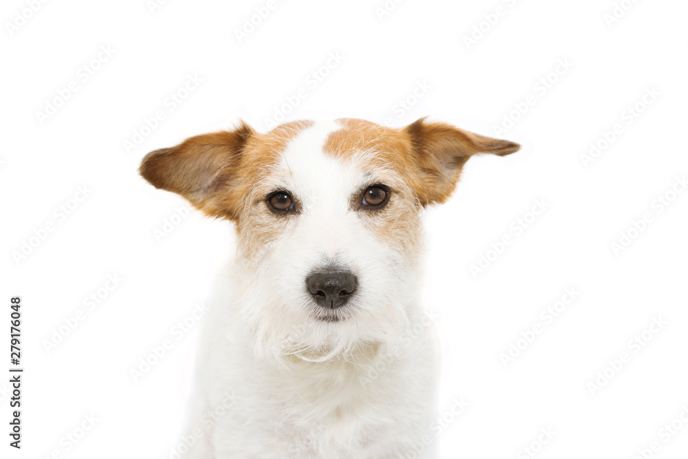 Portrait serious jack russell dog. Isolated on white background. - obrazy, fototapety, plakaty 