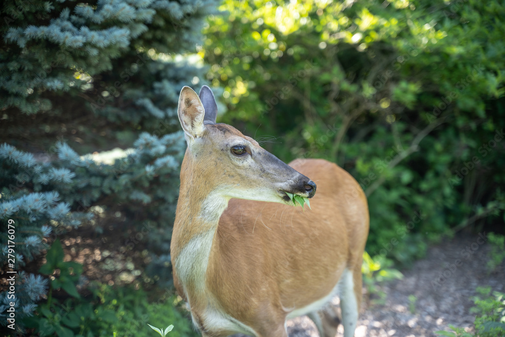 White-tailed deer ( Odocoileus virginianus) in garden White-tailed deer ( Odocoileus virginianus) in garden