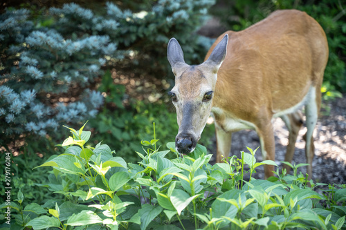 Foto Close-up of white-tailed deer in garden eating plants.