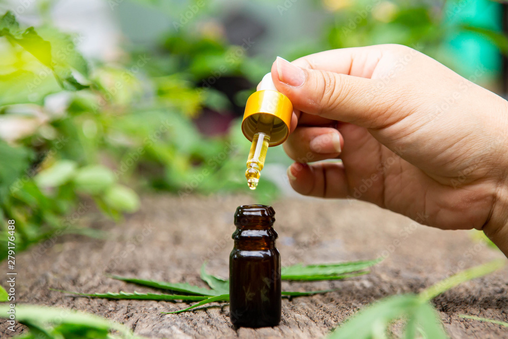 The ‘oil cannabis extract is used to treat cancer patients or medical use. The ‘oil cannabis extract is used to treat cancer patients or medical use.