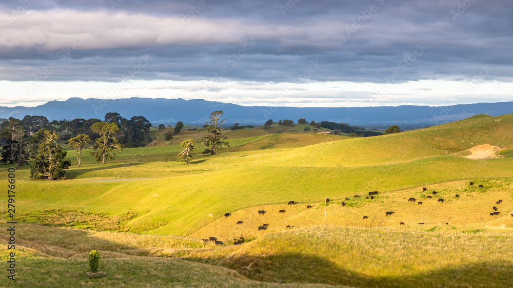 sunset landscape with cows