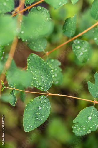Raindrops on green leaves, morning dew on leaves in the garden