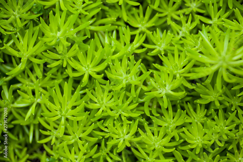 Flower Portulaca oleracea or green moss in forest.