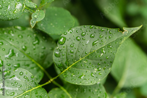 Raindrops on green leaves, morning dew on leaves in the garden