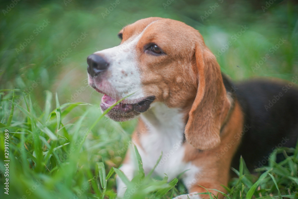 Portrait of beagle dog on the green grass outdoor in the park.