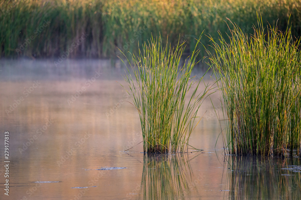 Landscape with misty morning on lake or pond