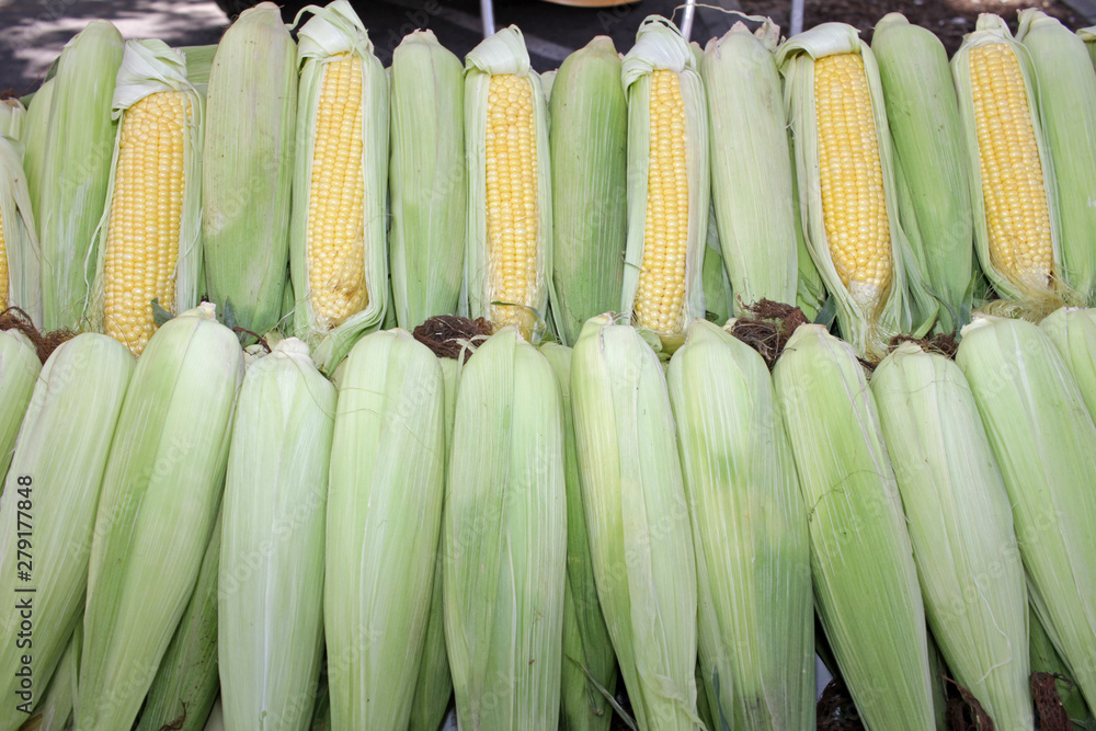 Fresh corn cobs with leaves. Organic sweet corn. Maize. Full frame cover photo. Vegetable background texture. Diet and healthy eating concept. Fresh corn cobs with leaves. Organic sweet corn. Maize. Full frame cover photo. Vegetable background texture. Diet and healthy eating concept.