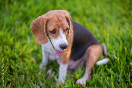 A cute beagle dog sitting outdoor in the grass field on sunny day.