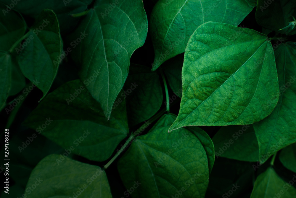 Dark natural leafy background. Phaseolus foliage Dark natural leafy background. Phaseolus foliage